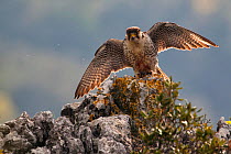 European Lanner falcon (Falco biarmicus feldeggi) adult male landing on rock. Endangered subspecies. Central Apennines, Italy, April.