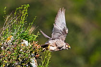 Lanner falcon (Falco biarmicus) adult female taking off. Central Apennines, Italy, April.