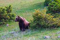 Apennine / Marsican brown bear (Ursus arctos marsicanus), endemic subspecies, Critically Endangered. Central Apennines, Abruzzo, Italy. Medium repro only.
