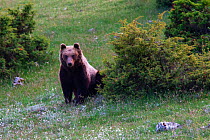 Marsican / Abruzzo brown bear (Ursus arctos marsicanus) adult in spring mountain meadow. Critically endangered subspecies. Central Apennines, Abruzzo, Italy, May. Medium repro only.