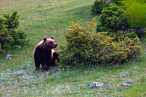 Marsican / Abruzzo brown bear (Ursus arctos marsicanus) adult in spring mountain meadow. Critically endangered subspecies. Central Apennines, Abruzzo, Italy, May. Medium repro only
