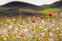 Red poppies, cornflowers, daisies and other ruderal species colonize abandoned cultivated fields. Gran Sasso National Park. Central Apennines, Abruzzo, Italy, June.