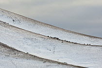 Herd of semi-feral horses (Equus caballus) grazing on snowy mountain slope in the Central Apennines. Abruzzo, Italy, January.