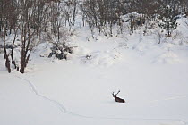 Red deer (Cervus elaphus) stag walking through deep snow. Central Apennines, Abruzzo, Italy, February.