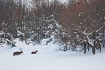 Red deer (Cervus elaphus) walking through deep snow. Central Apennines, Abruzzo, Italy, February.