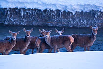 Herd of Red deer (Cervus elaphus) hinds standing in a stream on a frosty morning. Central Apennines, Abruzzo, Italy, February.