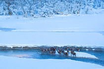 Herd of Red deer (Cervus elaphus) standing in stream on a frosty morning. Central Apennines, Abruzzo, Italy, February.
