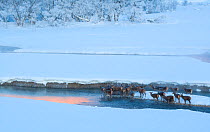 Herd of Red deer (Cervus elaphus) standing in stream on a frosty morning. Central Apennines, Abruzzo, Italy, February.