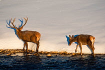 Two Red deer (Cervus elaphus) walking along edge of stream. Central Apennines, Abruzzo, Italy, February.