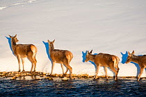 Red deer (Cervus elaphus) group walking along edge of stream. Central Apennines, Abruzzo, Italy, February.