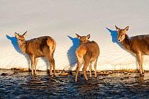 Red deer (Cervus elaphus) group standing at edge of stream. Central Apennines, Abruzzo, Italy, February.