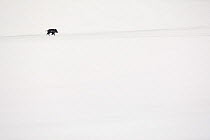 Solitary male wild boar (Sus scrofa) crossing snowy field. Abruzzo National Park, Central Apennines, Italy, February.