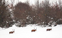 Red deer (Cervus elaphus) stags walking in deep snow. Central Apennines, Abruzzo, Italy, February.
