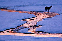Red deer (Cervus elaphus) hind crossing small stream at sunset. Central Apennines, Abruzzo, Italy, February.