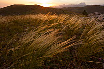 Sunset light on fairy grass (Stipa sp.) with Gran Sasso mountains in background. Gran Sasso National Park, Abruzzo, Italy, June 2012.
