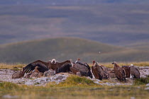 Griffon vultures (Gyps fulvus) feeding on carcass on mountain plateau. Central Apennines, Abruzzo, Italy, September.