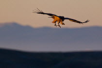 Griffon vulture (Gyps fulvus) gliding at sunrise. Central Apennines, Abruzzo, Italy, September.