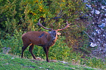 Red deer (Cervus elaphus) stag bellowing during the rut. Central Apennines, Abruzzo, Italy, October.