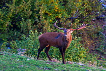 Red deer (Cervus elaphus) stag bellowing during the rut. Central Apennines, Abruzzo, Italy, October.