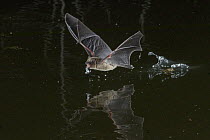 Banana bat (Neoromicia nana) drinking from a pond, Gorongosa National Park, Mozambique.