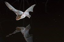 Rendall&#39;s serotine bats (Neoromicia rendalli) drinking from a pond in flight, Gorongosa National Park, Mozambique.