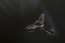 Rendall&#39;s serotine bats (Neoromicia rendalli) drinking from a pond in flight, Gorongosa National Park, Mozambique.