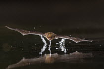 Banana bat (Neoromicia nana) drinking from pond at night. Gorongosa National Park, Mozambique.