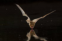 Rendall&#39;s serotine bats (Neoromicia rendalli) drinking from pool in flight, Gorongosa National Park, Mozambique