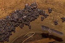 Lander's Horseshoe Bat (Rhinolophus landeri) roosting in a cave, Gorongosa National Park, Mozambique.