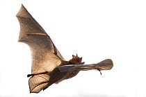 Temminck&#39;s hairy bat (Myotis tricolor) in flight against white background, Gorongosa National Park, Mozambique