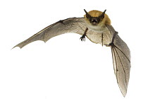 Rufous mouse-eared bat (Myotis bocagii) in flight, against white background, Mozambique.