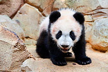 Portrait of Giant panda cub (Ailuropoda melanoleuca) captive. Yuan Meng, first Giant panda ever born in France, now aged 8 months, Beauval Zoo, France