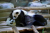 Giant panda cub Yuan Meng after finishing suckling its mother Huan Huan (Ailuropoda melanoleuca) wants to play with her.Yuan Meng, first Giant panda ever born in France, now aged 8 months, Beauval Zoo...