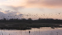 Wide-angle shot of wetland landscape at sunset, with Lapwings (Vanellus vanellus) flying to roost, Ham Wall RSPB Reserve, Somerset Levels, England, UK, February.