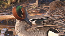 Close-up of a male Teal (Anas crecca) preening, Greylake RSPB Reserve, Somerset Levels, England, UK, February.