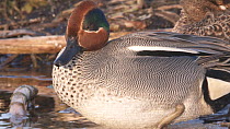 Close-up of a male Teal (Anas crecca) preening, Greylake RSPB Reserve, Somerset Levels, England, UK, February.