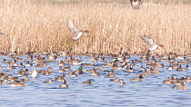 Slow motion clip of Wigeon (Anas penelope) landing amongst mixed flock of Teal (Anas crecca) and Shovler (Anas clypeata), Greylake RSPB Reserve, Somerset Levels, England, UK, February.
