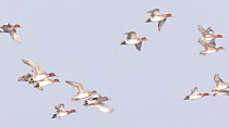 Slow motion clip of a flock of Wigeon (Anas penelope) in flight, Greylake RSPB Reserve, Somerset Levels, England, UK, February.