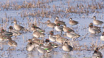 Slow motion clip of a flock of Teal (Anas crecca) walking on ice, Greylake RSPB Reserve, Somerset Levels, England, UK, February.