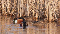 Male Shoveler (Anas clypeata) chasing other males away from his mate, Greyale RSPB Reserve, Somerset Levels, England, UK, February.
