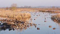 Wide-angle shot of wetland landscape, with Wigeon  (Anas penelope), Shoveler (Anas clypeata) and Teal (Anas crecca), Greylake RSPB Reserve, Somerset Levels, England, UK, February.