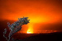 Ohia lehua tree (Metrosideros polymorpha) on edge of caldera with lava lake, Halemaumau Crater,  Kilauea Volcano, Hawaii Volcanoes National Park, Hawaii, March 2017.