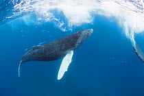 Humpback whales (Megaptera novaeangliae) a calf following its mother, accompanied by Leatherback or Doublespotted queenfish, (Scomberoides lysan) which often associate with Humpback whales, probably t...