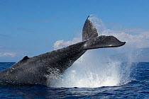 Humpback whale (Megaptera novaeangliae) tail-throwing behaviour, West Maui, Hawaii, USA.
