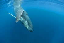 Humpback whale (Megaptera novaeangliae) adult female with acorn barnacles are attached to her lower jaw. Image showing throat pleats, and pectoral fin, near Lahaina, in the A'u A'u Channel, off West M...