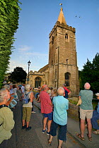 People watching Swifts (Apus apus) flying around Holy Trinity church during a swift walk organised by the local swift group, Bradford-on-Avon, Wiltshire, UK, June. Digital composite. Model released.