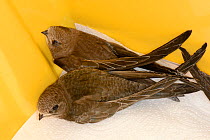Two orphaned Common swift chicks (Apus apus), almost grown to full size, held in a keeping cage and about to be fed by Judith Wakelam, Worlington, Suffolk, UK, July.