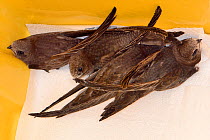 Four orphaned Common swift chicks (Apus apus), almost grown to full size, held in a keeping cage and about to be fed by Judith Wakelam, Worlington, Suffolk, UK, July.