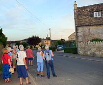 People watching Swifts (Apus apus) flying around an old cottage they are nesting in during a swift walk organised by the local swift group, Bradford-on-Avon, Wiltshire, UK, June. Model released.