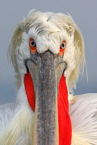 RF- Dalmatian pelican (Pelecanus crispus) portrait, in breeding plumage, Lake Kerkini, Greece, February. (This image may be licensed either as rights managed or royalty free.)